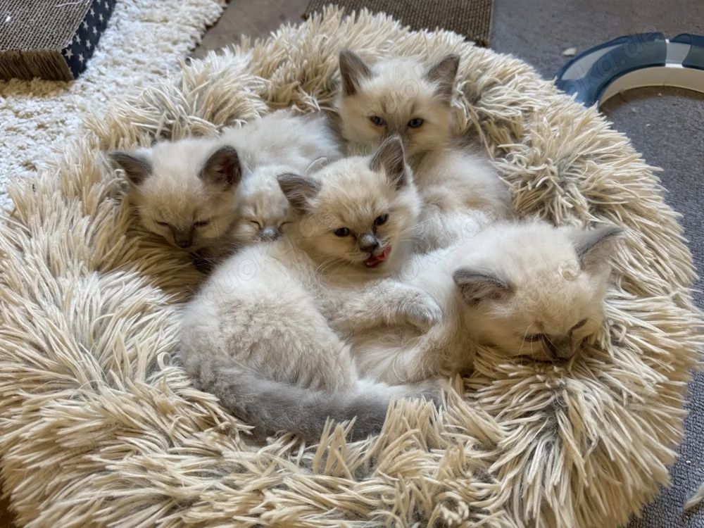 Süße Kätzchen in Blue-Tabby-Point Süße Kätzchen in Blue-Tabby-Point