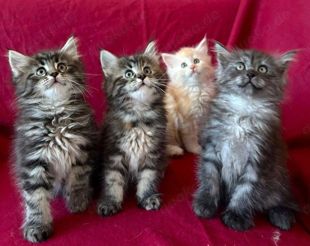 Maine Coon Kätzchen suchen ein liebevolles Zuhause