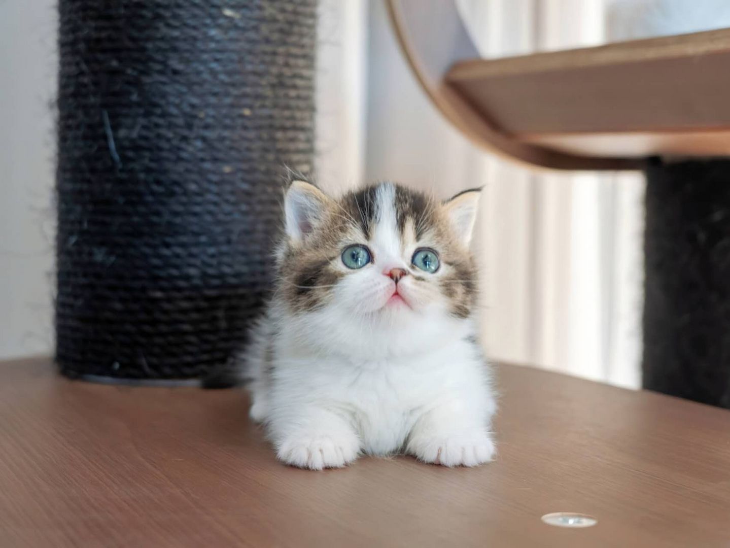 Wunderschöne Munchkin-Kätzchen