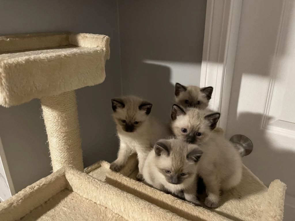 Siamkätzchen männliche und weibliche