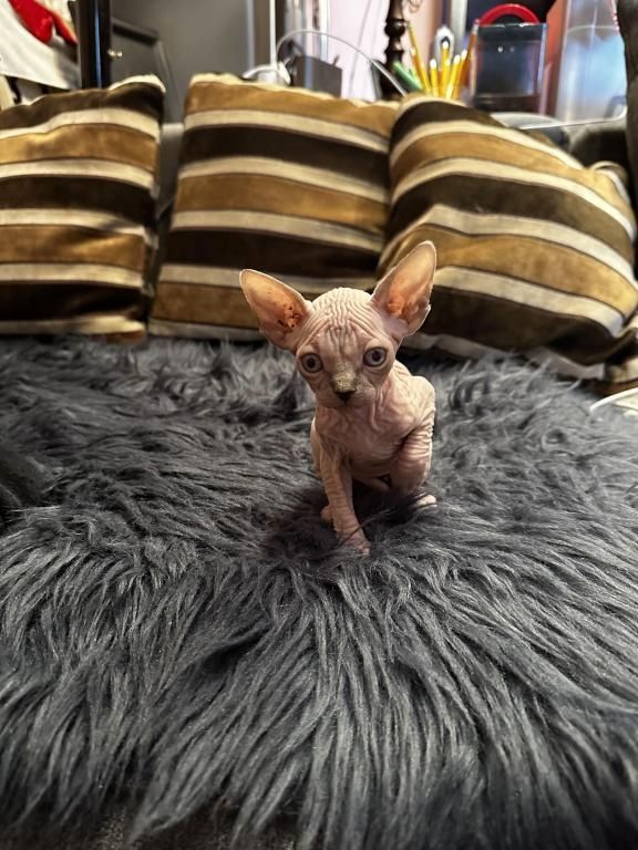 Sphynx Kätzchen Sphynx Kätzchen
