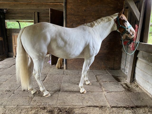 Paint Wallach Verlasspferd Paint Wallach Verlasspferd