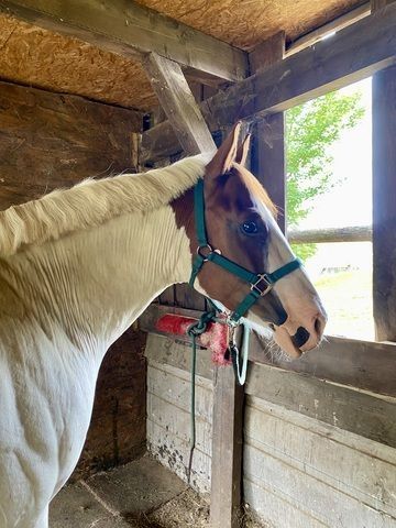 Paint Wallach Verlasspferd Paint Wallach Verlasspferd