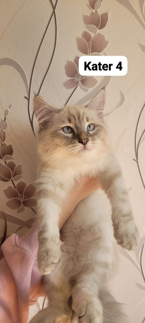 Neva Masquarade Sibirische Waldkatzen Kitten zu verkaufen