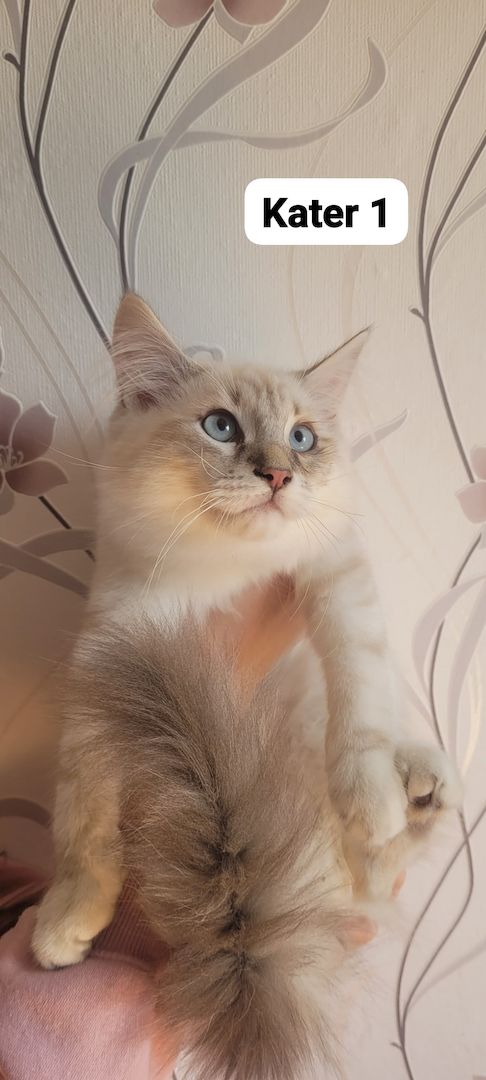 Neva Masquarade Sibirische Waldkatzen Kitten zu verkaufen