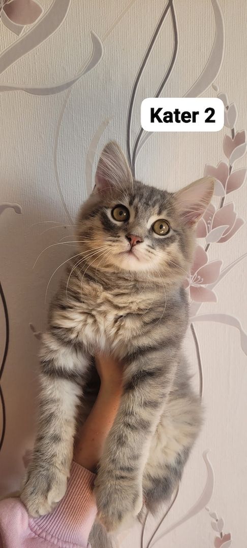 Neva Masquarade Sibirische Waldkatzen Kitten zu verkaufen