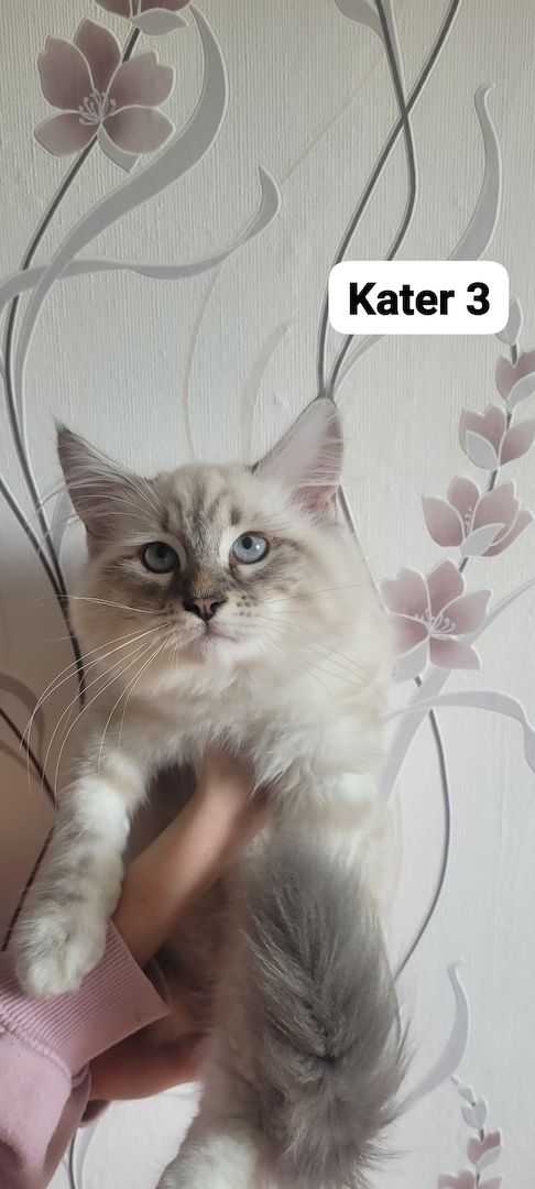 Neva Masquarade Sibirische Waldkatzen Kitten zu verkaufen