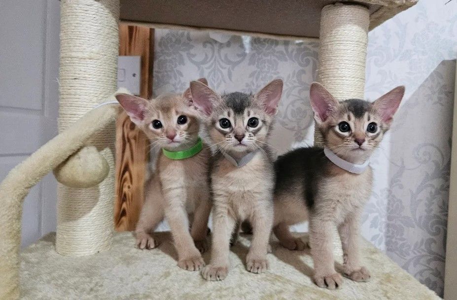 Abessinier-Kätzchen Abessinier-Kätzchen