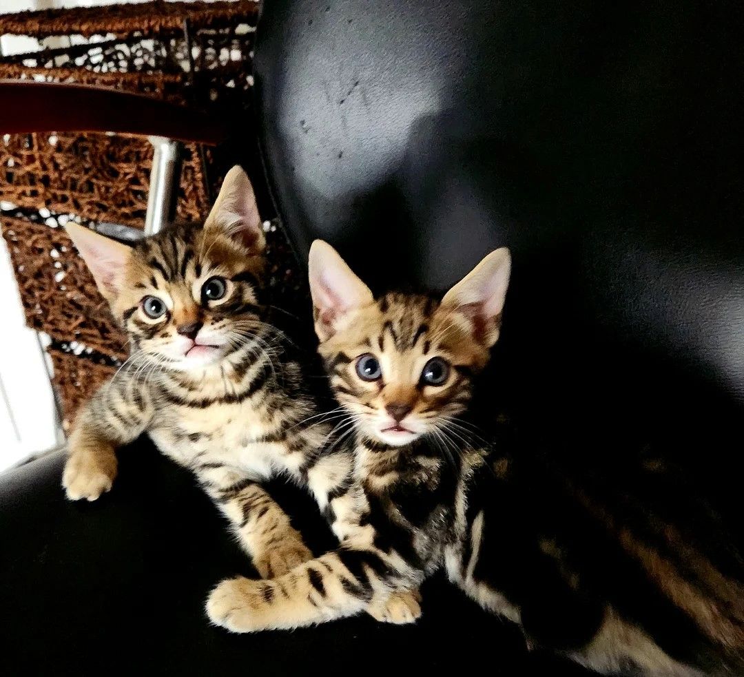 schöne Bengalkätzchen zu verkaufen schöne Bengalkätzchen zu verkaufen