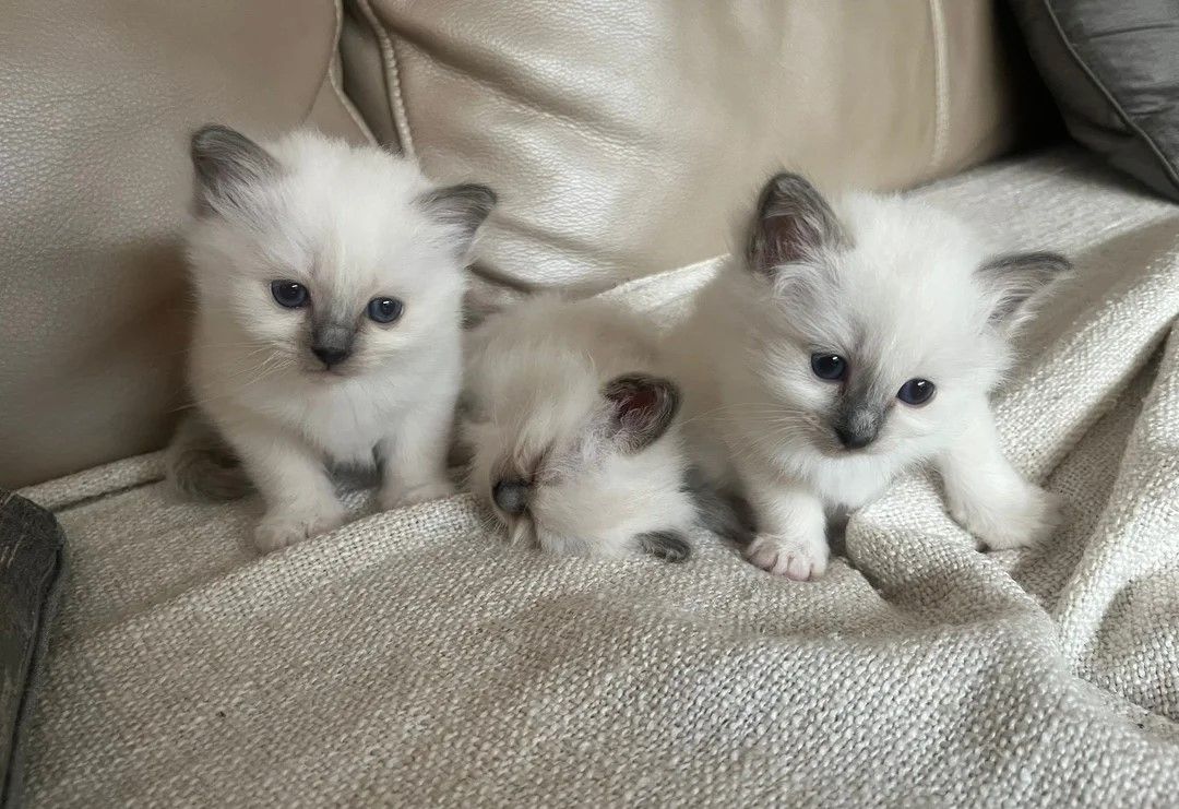 Reinrassige Birma-Kätzchen zu verkaufen Reinrassige Birma-Kätzchen zu verkaufen