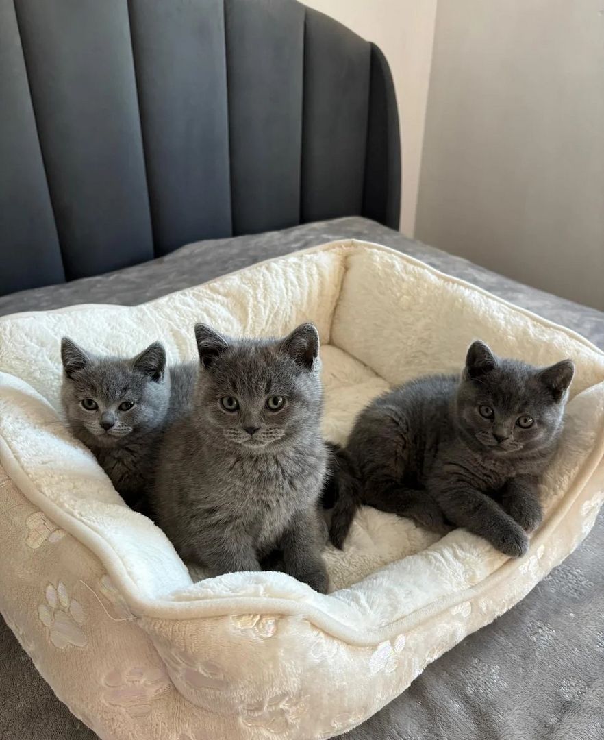 Wunderschöne Britisch Kurzhaar Kätzchen Wunderschöne Britisch Kurzhaar Kätzchen