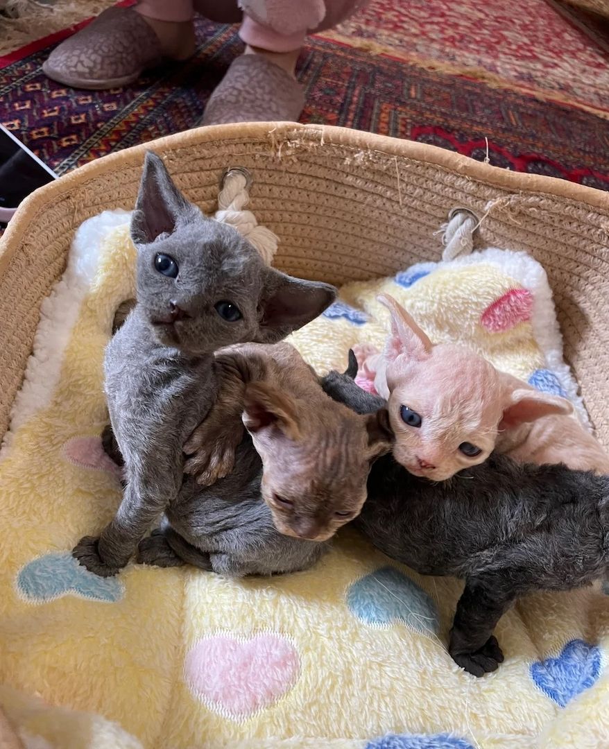 Entzückende reinrassige Devon Rex Kätzchen