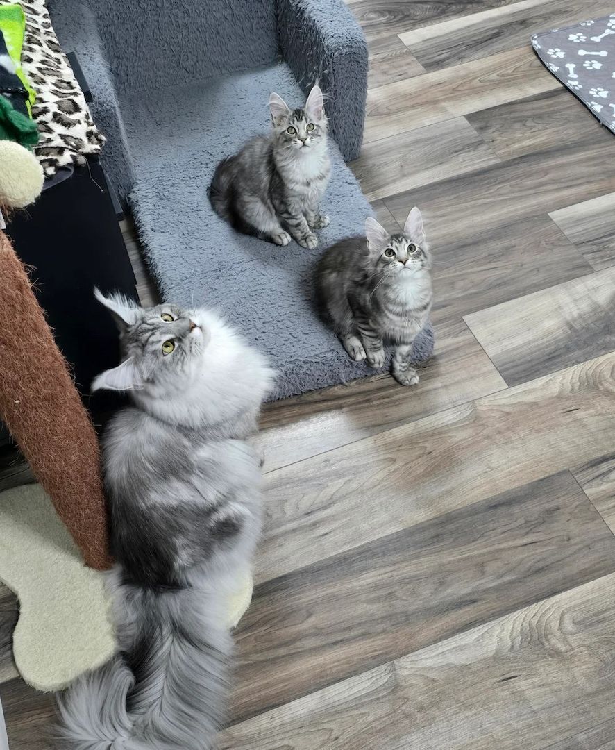 Bereit, Tica Maine Coon entzückende Kätzchen zu verlassen