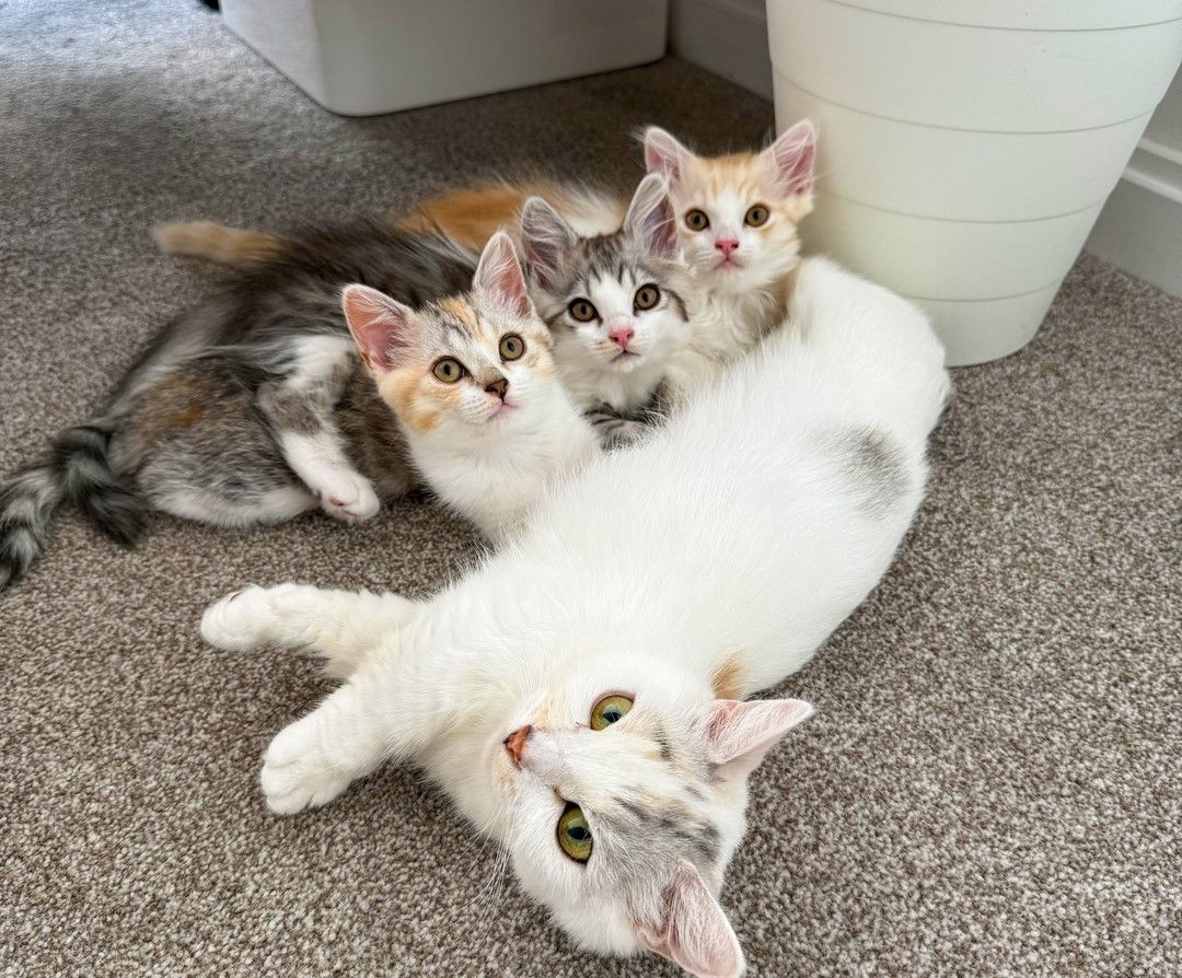 Zwei Munchkin-Kätzchen verfügbar