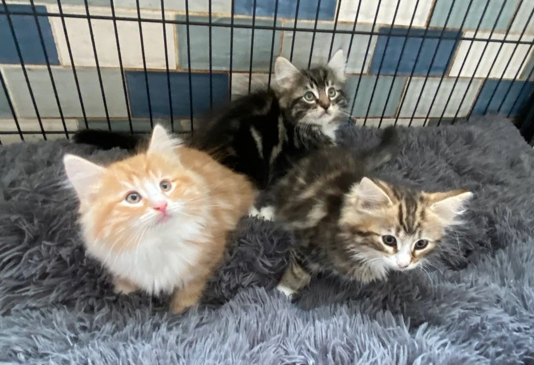 3 reinrassige Norwegische Waldkatzenkätzchen