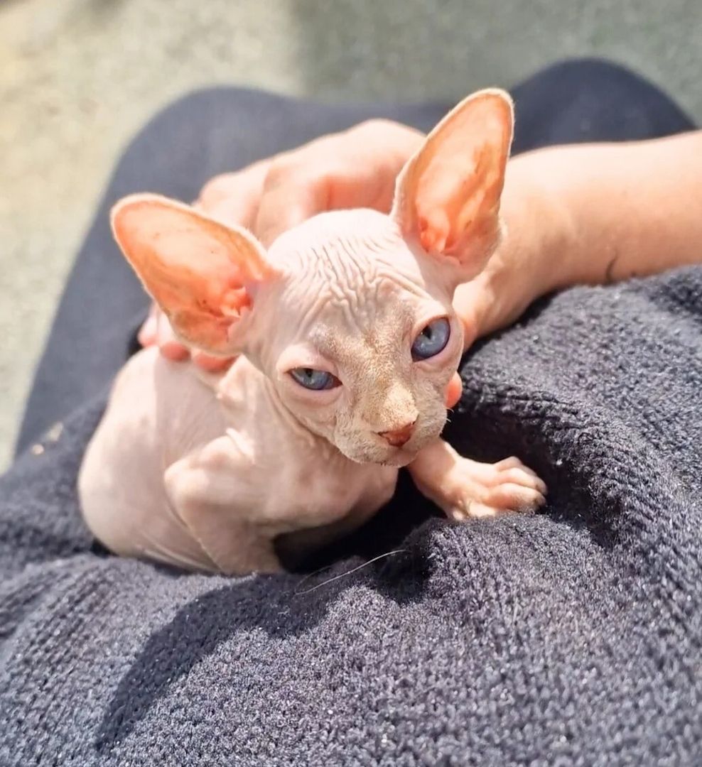 Wunderschöne kanadische Sphynx-Kätzchen, atemberaubend