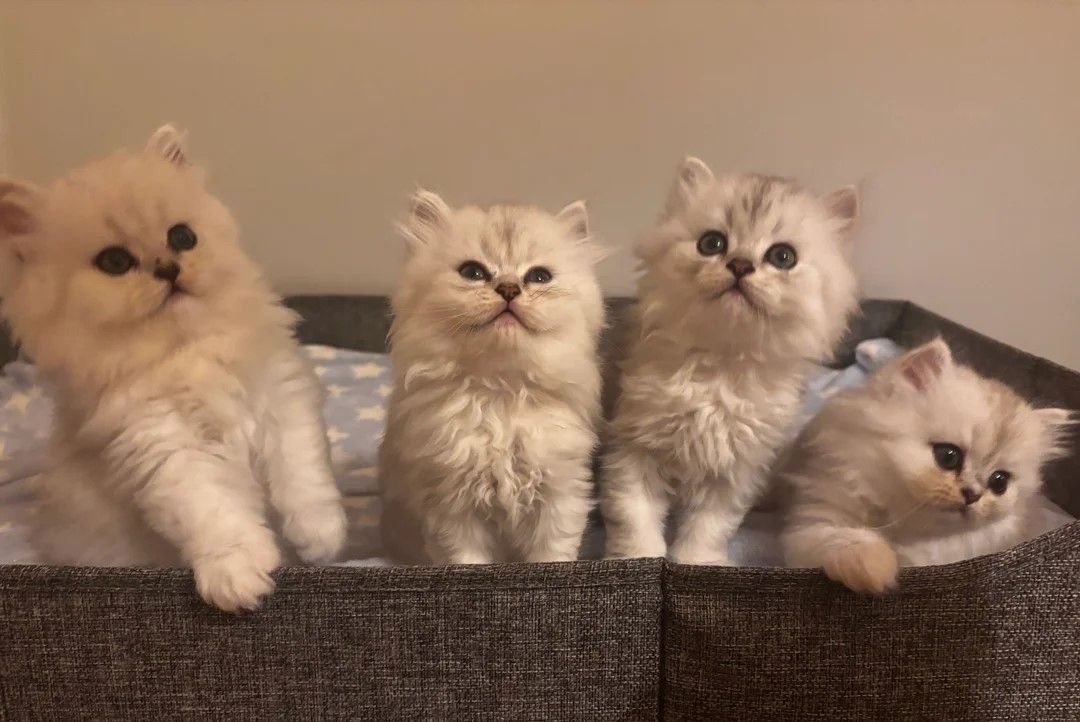 Reinrassige Perserkätzchen