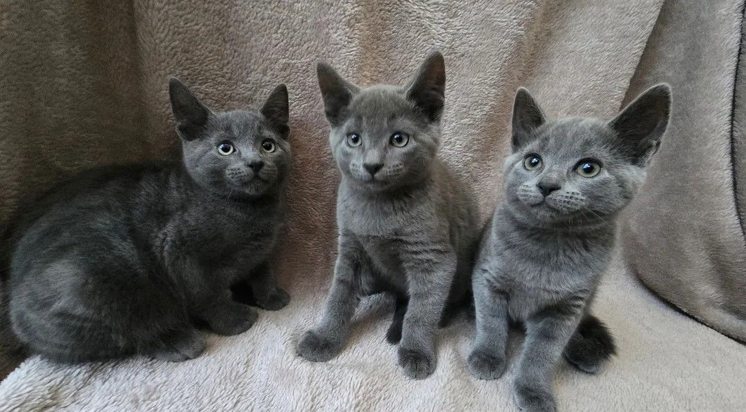 Russisch Blau – entzückende Kätzchen