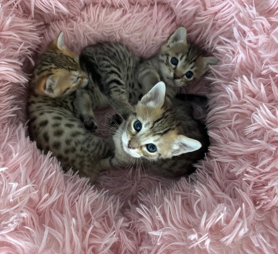 Atemberaubende Savannah-Kätzchen