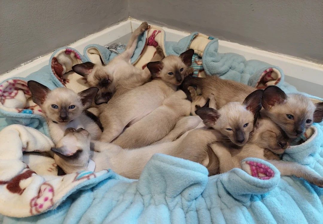 Wunderschöner Wurf Seal Point Siamkatzen