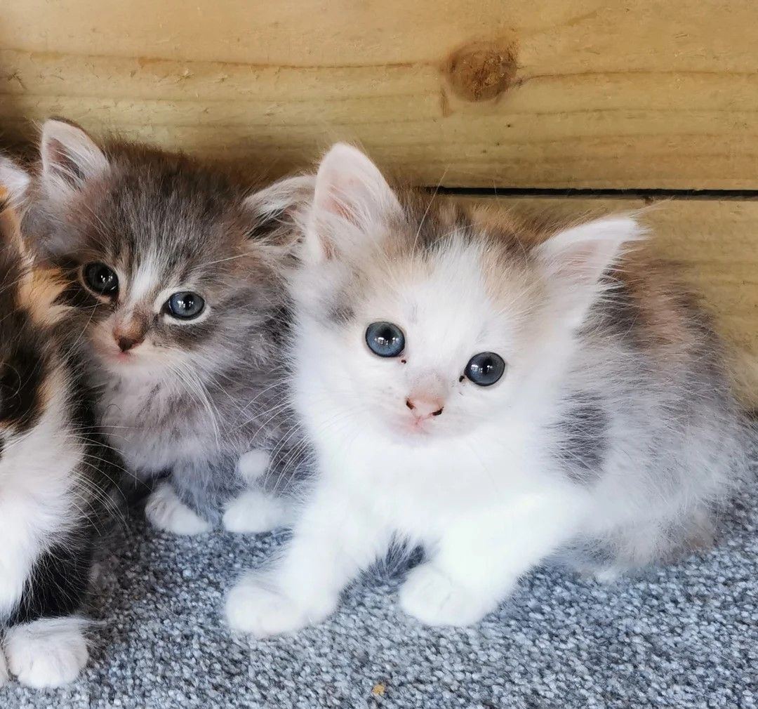 Registrierte Siberian Calico Kätzchen