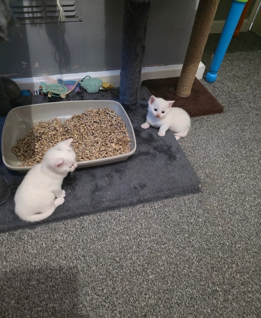 Türkisch Angora Kätzchen