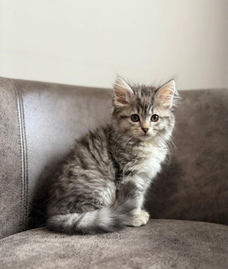 TICA-registrierte traditionelle sibirische Kätzchen