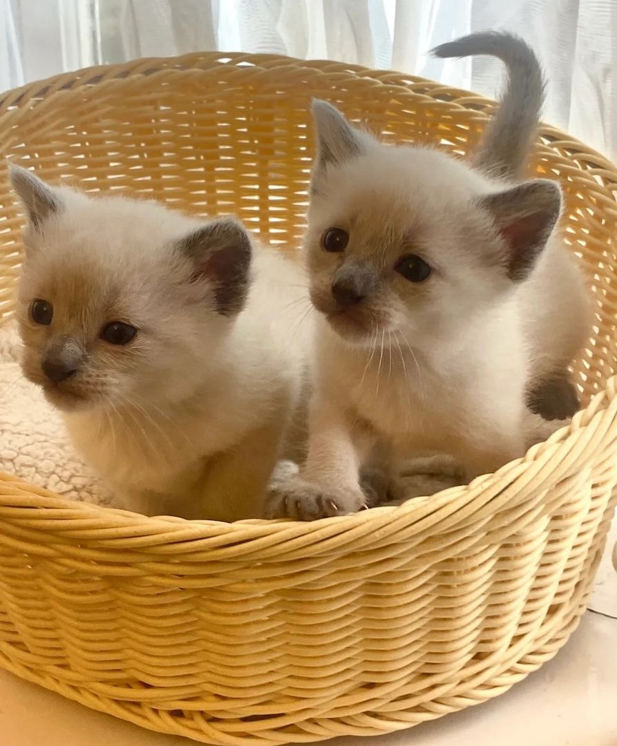 Wunderschöne Siamkätzchen