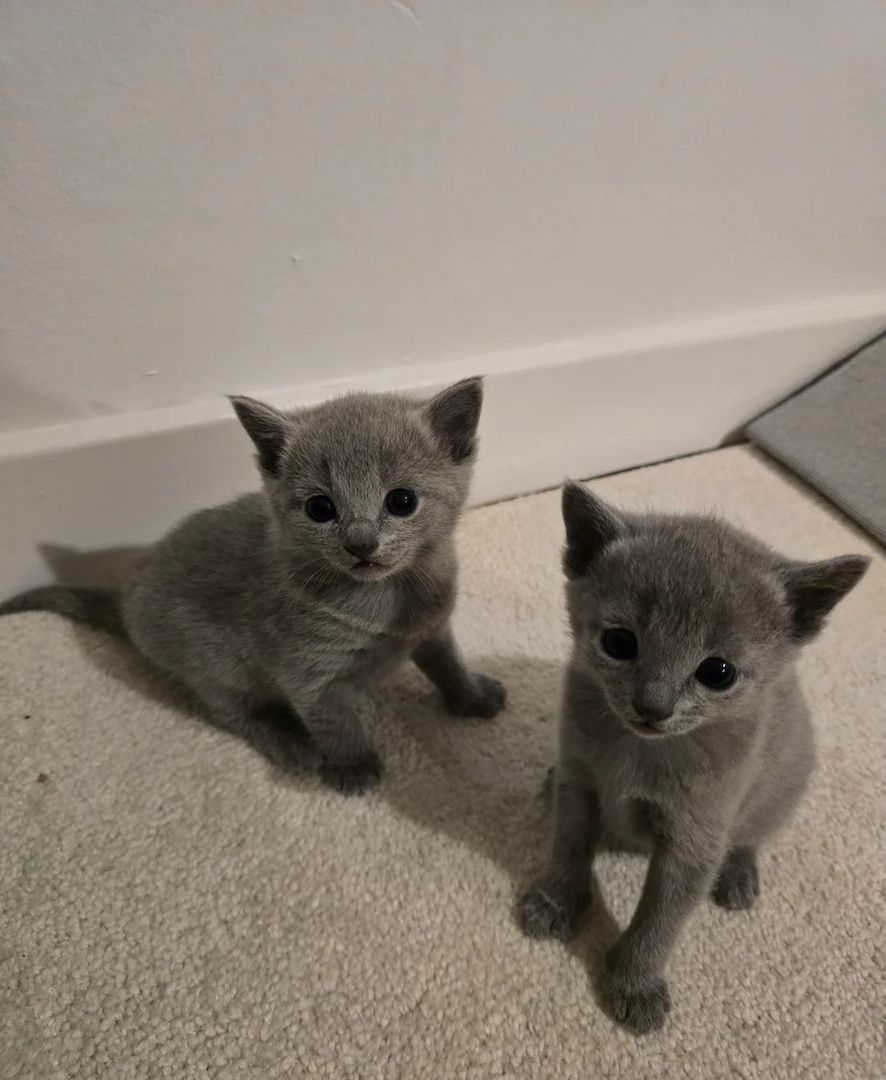 Stammbaum Blaue Russische Kätzchen Gccf