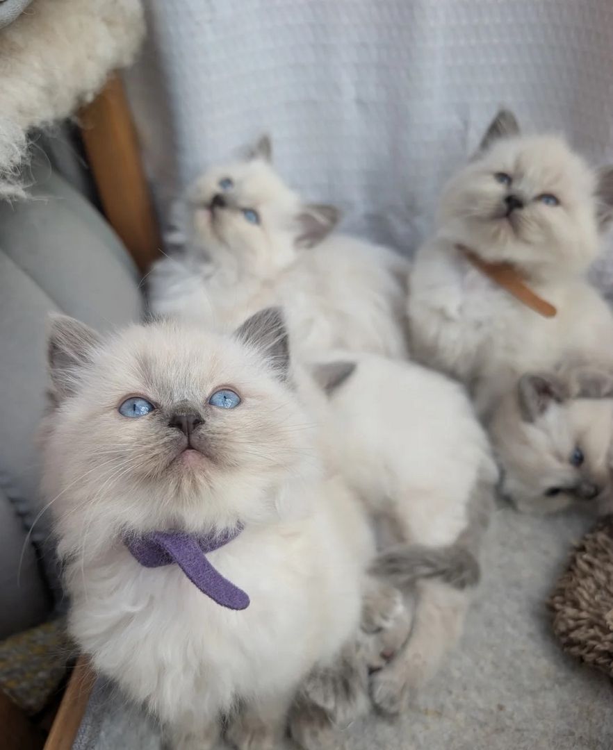 Jetzt bereit - Zu Hause aufgezogene Ragdoll-Kätzchen