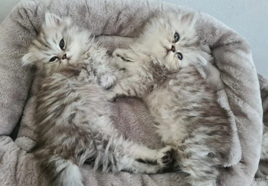 Schönes Perserkätzchen zu verkaufen, Mädchen/Weibchen