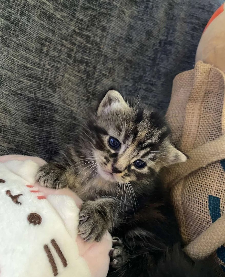 Entzückende weibliche und männliche Munchkin-Kätzchen