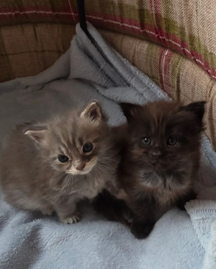 Maine Coon Rassekätzchen