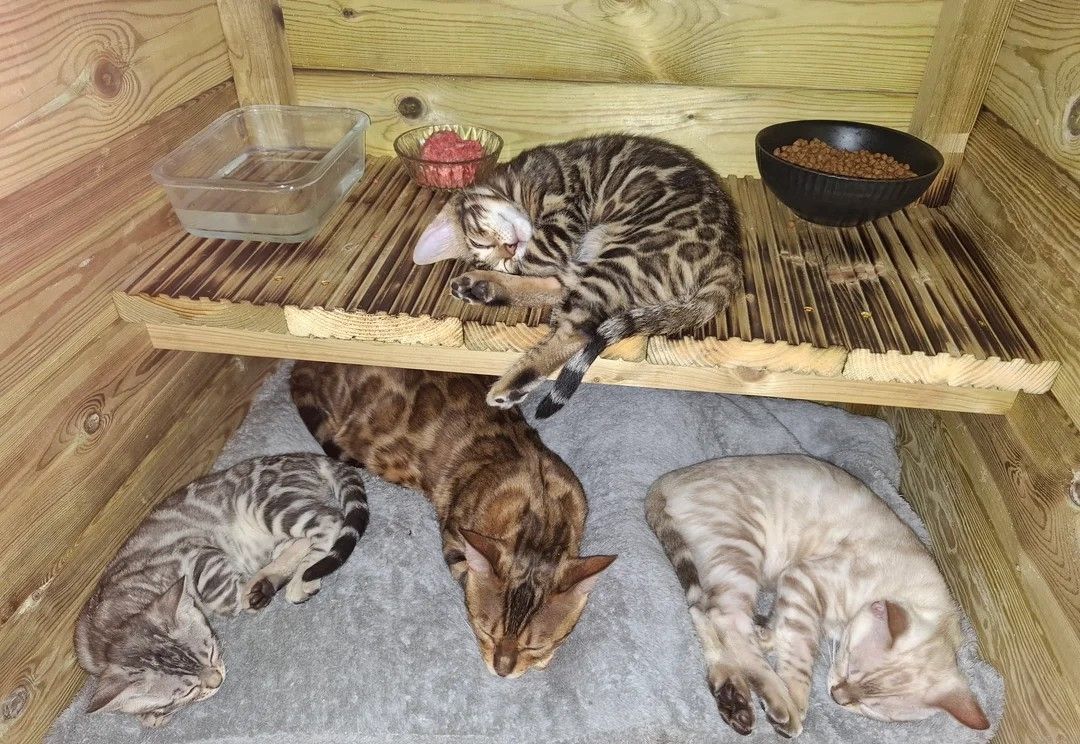 Reinrassige Bengalkätzchen in Showqualität.