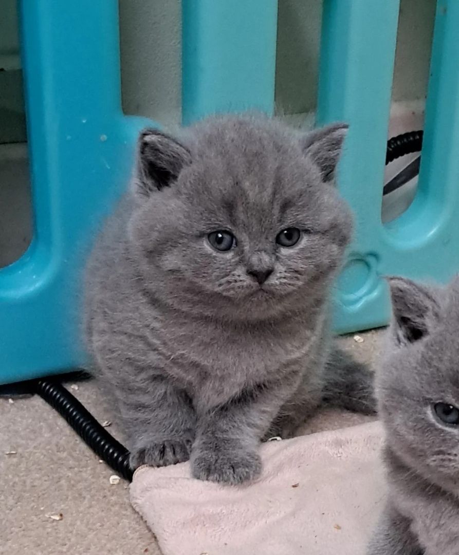 Kräftige BSH-Kätzchen. NUR HAUSTIERE
