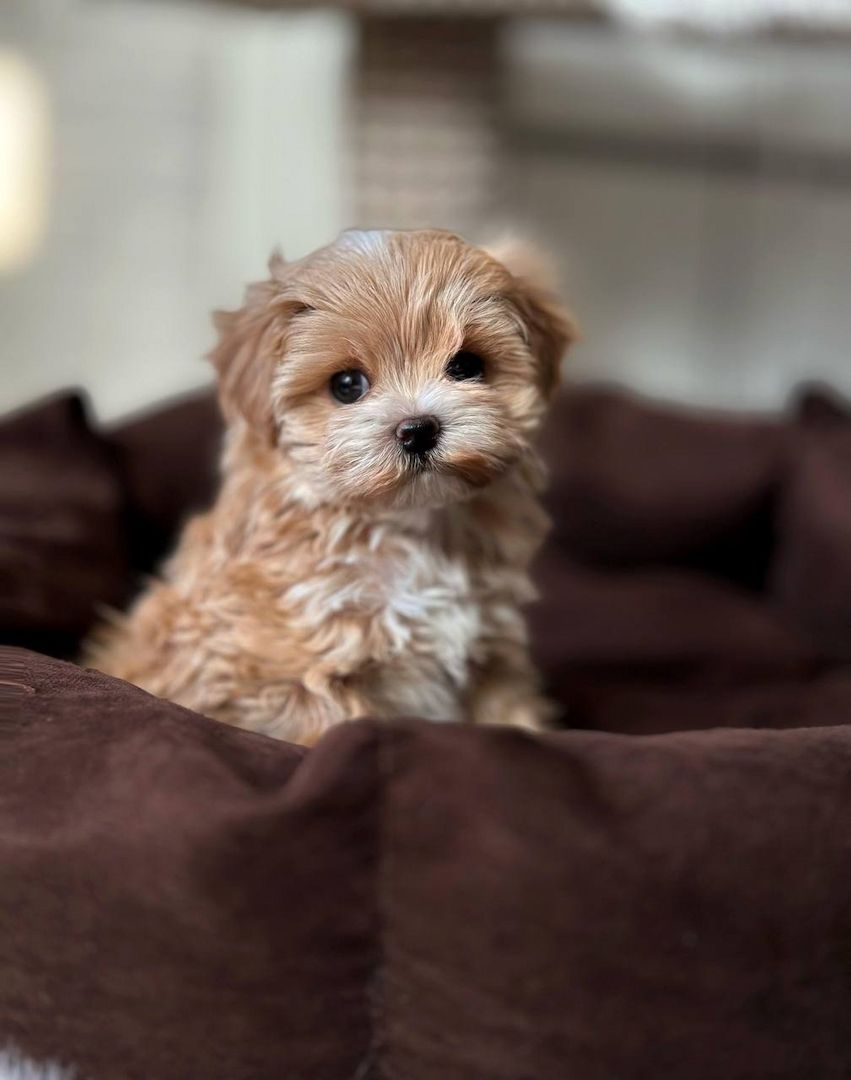 weiblicher Maltipoo-Welpe (WhatsApp+32466904075) 