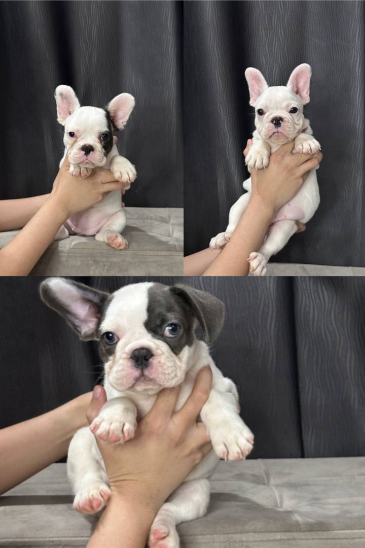 Französische Bulldogge Welpen zur Adoption