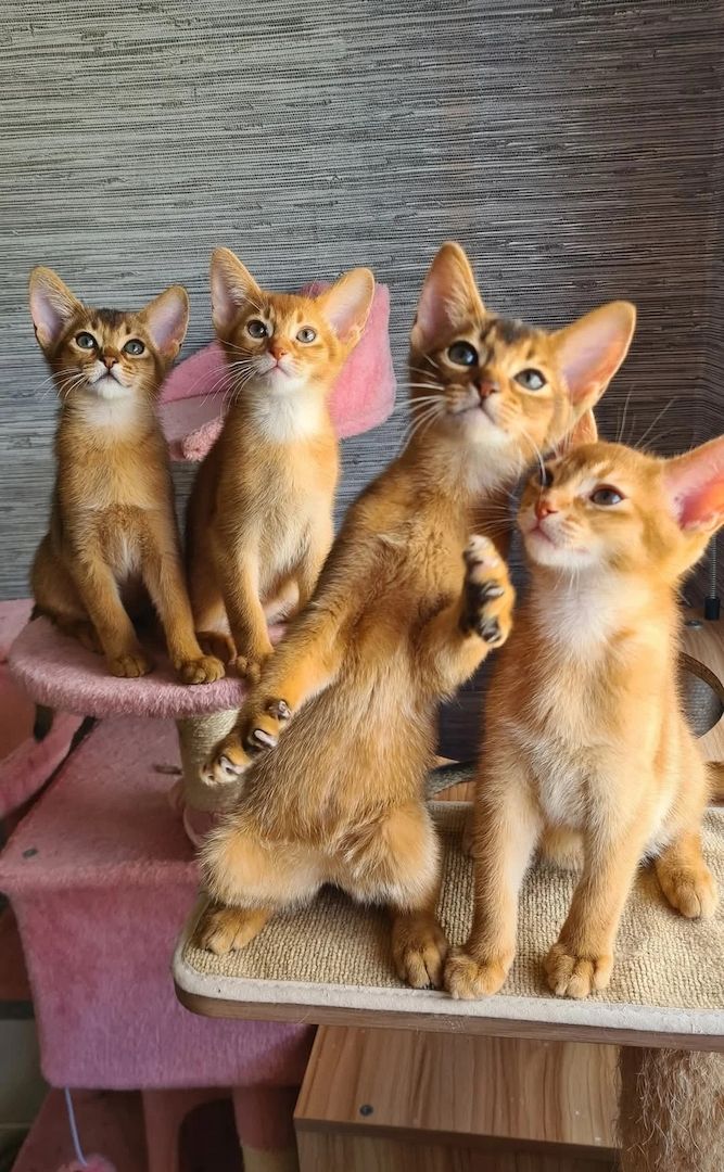 5 schöne Abessinierkätzchen zu verkaufen