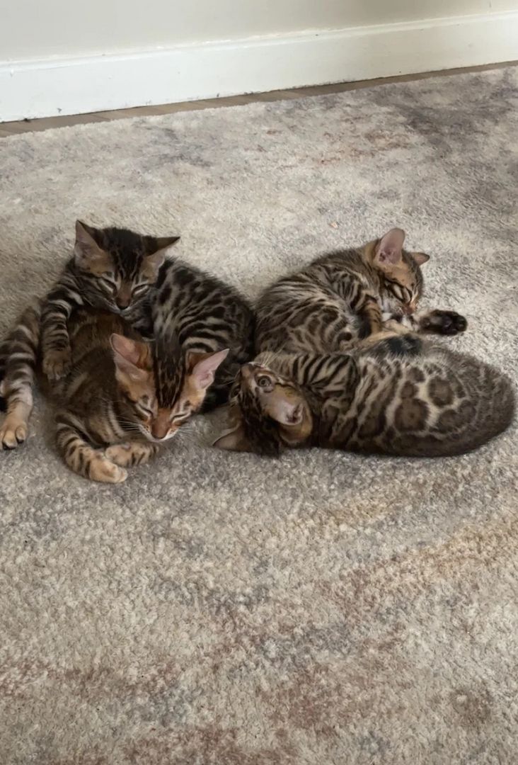 Wunderschöne reinrassige Bengal-Kätzchen – 9 Wochen alt