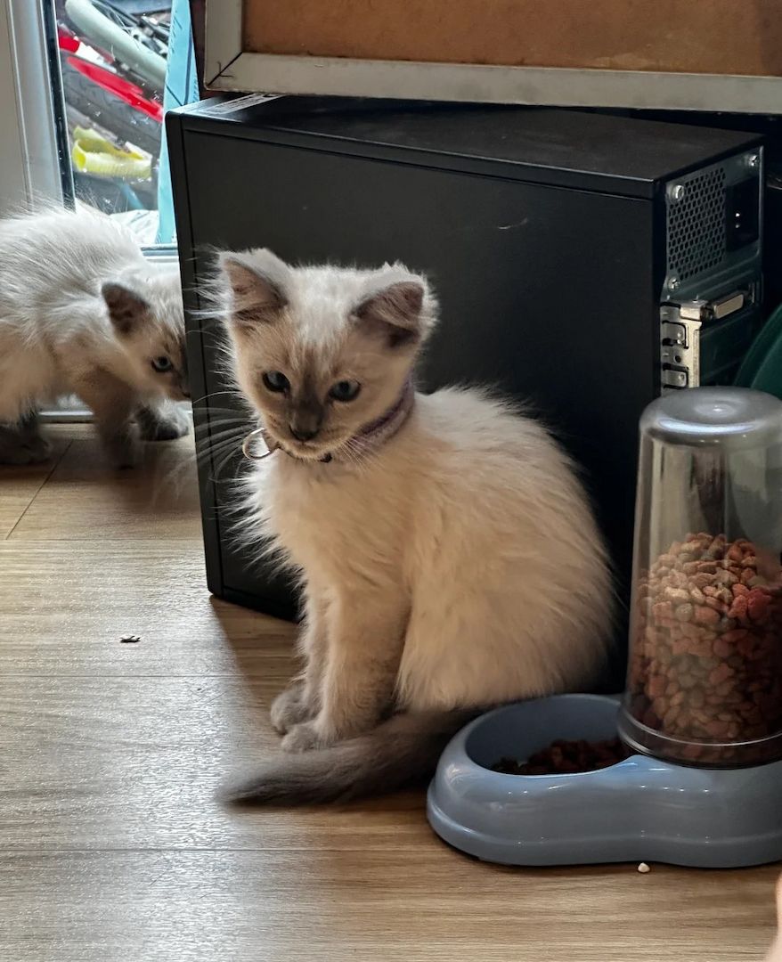 3 wunderschöne Birma-Kätzchen