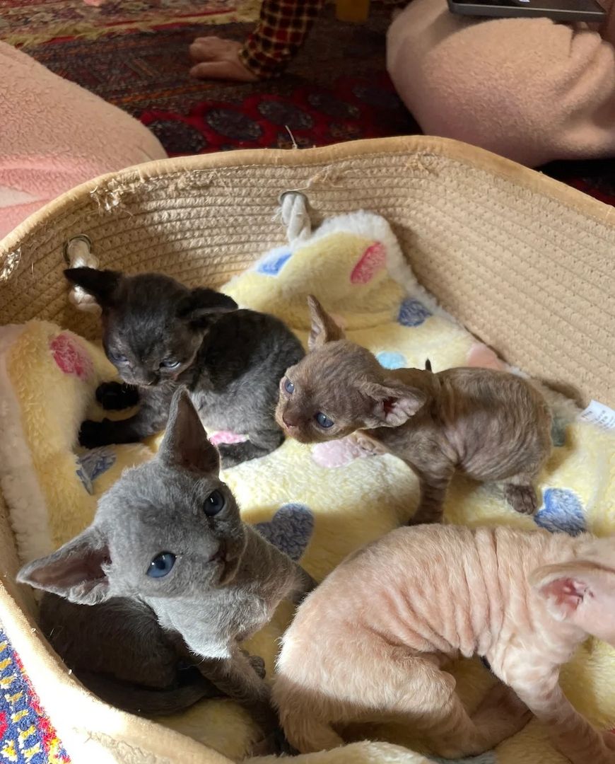 Wunderschöne Devon Rex Kätzchen