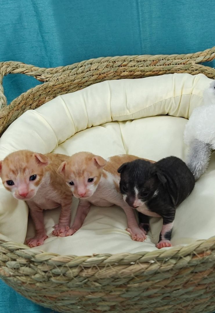 entzückende Cornish Rex Kätzchen reserviert!