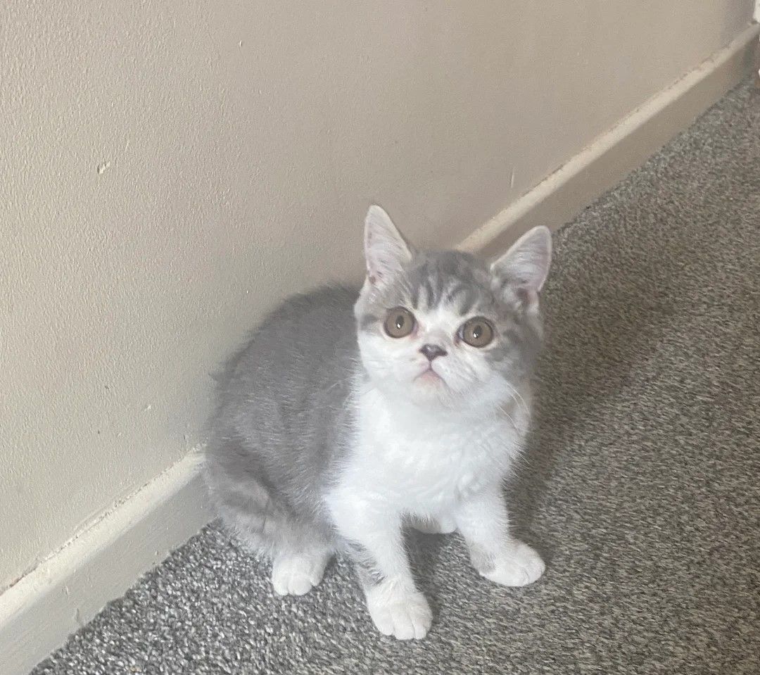 Weiß-graues Exotic Shorthair Kätzchen