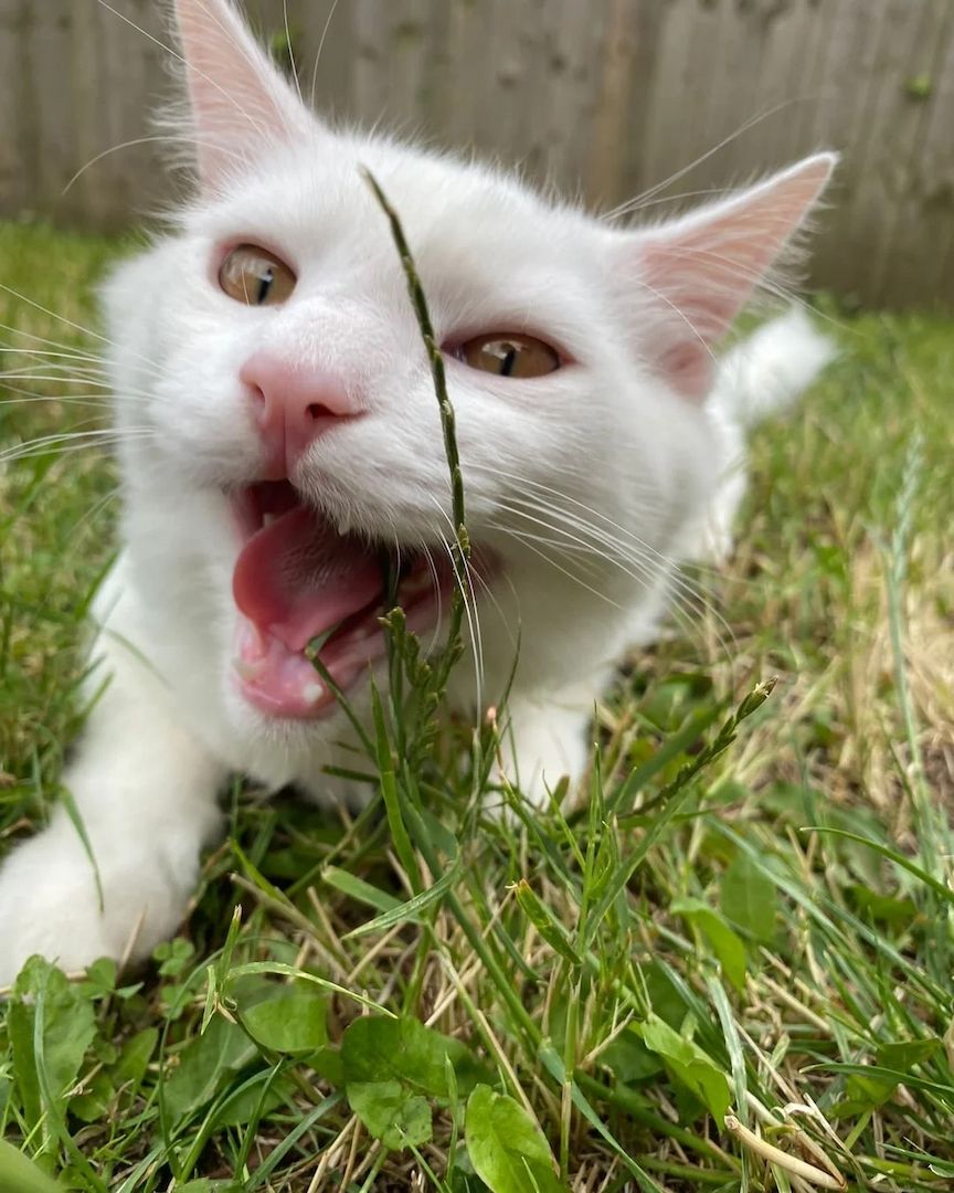 2 Türkisch Angora-Geschwister
