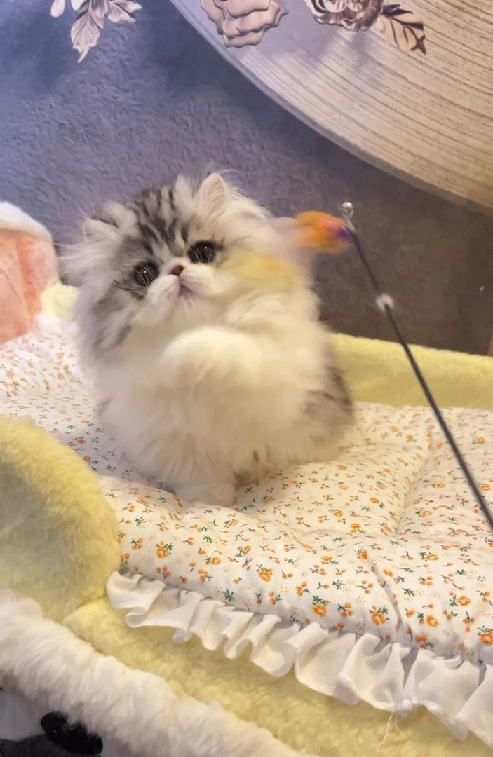 Langhaarige, kurzbeinige Menuettkatze