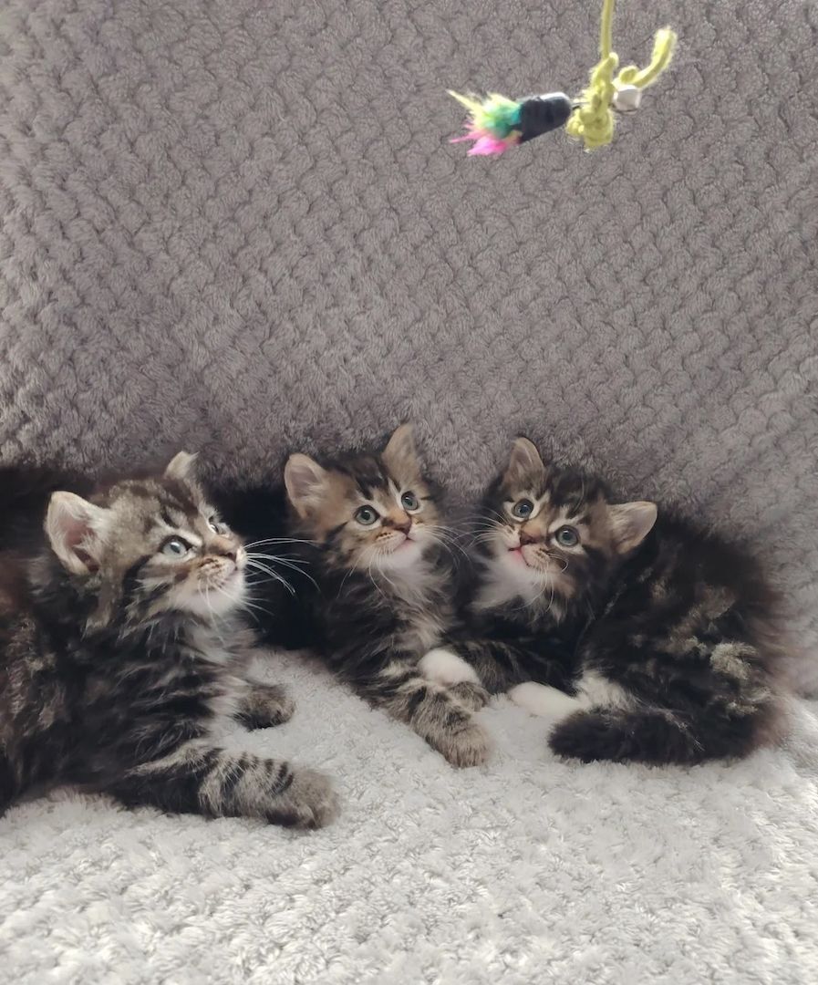 Wunderschönes Norwegisches Waldkätzchen sucht ein neues Zuhause