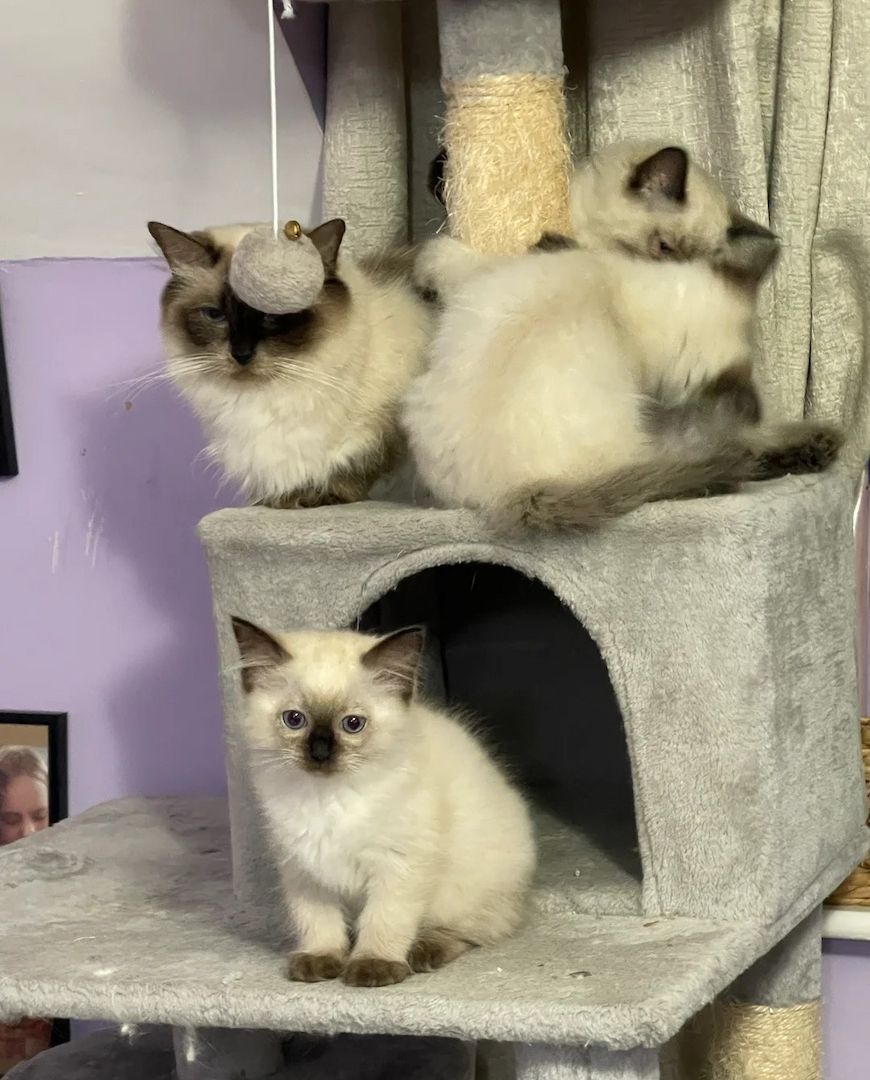 Reinrassige Ragdoll-Kätzchen zu verkaufen