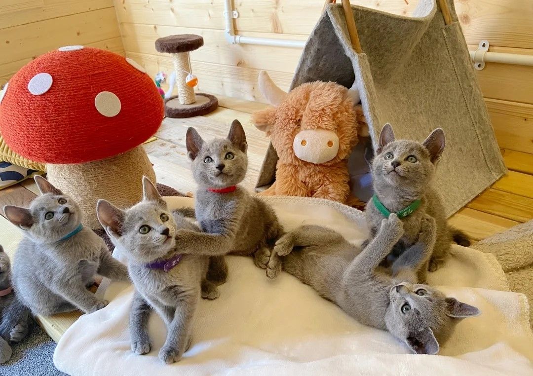 🧡Die letzten 2 weiblichen Russisch Blau Kätzchen