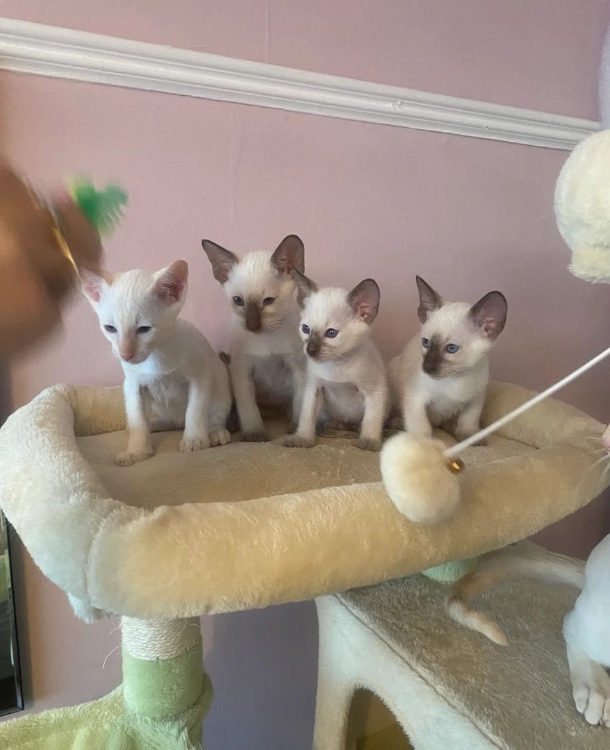 Noch drei Siamkätzchen mit blauen Punkten übrig