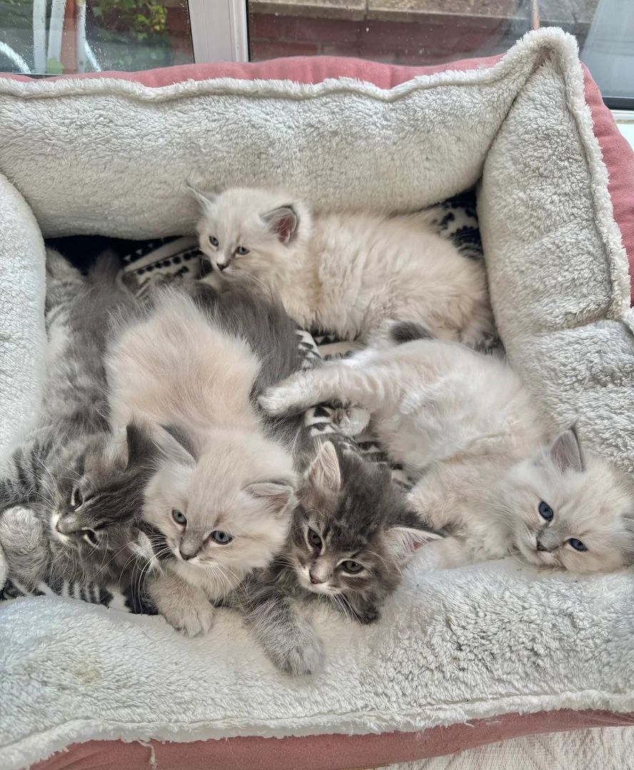 Wunderschöne sibirische Kätzchen suchen ein neues Zuhause.